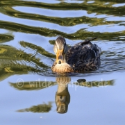 Ente im Krefelder Zoo (2222)