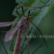 Schnake, taubedeckt (1202)