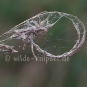 Spinnennetz, taubedeckt (1176)