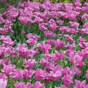 Floriade Tulpenbeet (7519)