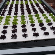 Floriade Salatanbau (7561)