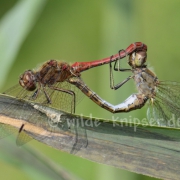 Heidelibelle Paarungsrad (1253)