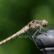Heidelibelle Weibchen (0492)