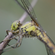 Heidelibelle Weibchen, taubedeckt (1637)