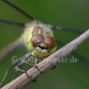 Heidelibelle Weibchen, taubedeckt (1683)