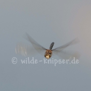 Mosaikjungfer, Flugaufnahme (0375)