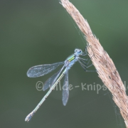 Teichjungfer (0714)