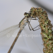 Weidenjungfer (2136)