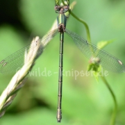 Weidenjungfer (9785)