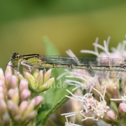 Weidenjungfer (1109)