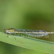 Weidenjungfer (1133)