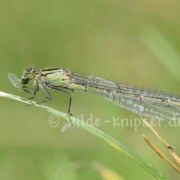 Weidenjungfer beim Fressen (1312)