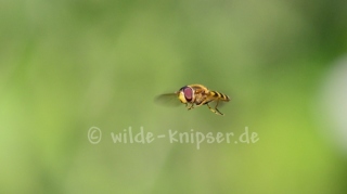 Schwebfliege (2284)