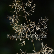 Gras, taubenetzt (9682)