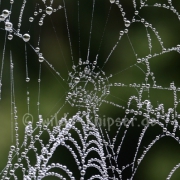 Spinnennetz, taubenetzt (9494)