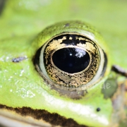 Teichfrosch mit Goldauge (9300)