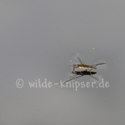 Wasserläufer (9404)