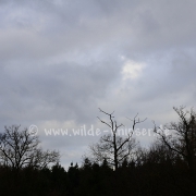 Bäume an der Niers (3444)