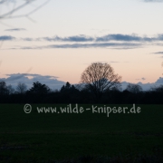 Bäume bei Sonnenuntergang (1550)