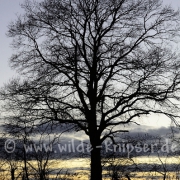 Baum im Gegenlicht (3493)