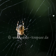 Spinne in ihrem Netz (9877)
