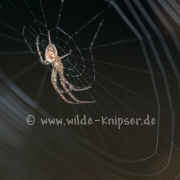 Spinne in ihrem Netz, taubedeckt (0429)