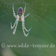 Spinne, taubedeckt (9465)