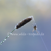 Spinne, taubedeckt (9512)