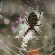 Spinne, taubedeckt (9812)