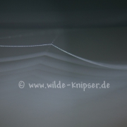 Spinnennetz (9698)