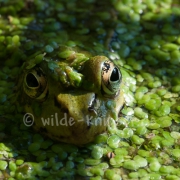 Frosch in Wasserlinse (9529)