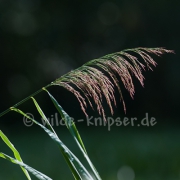 Grasähre im Morgenlicht (9539)