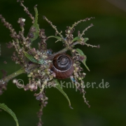 Zirkelschnecke im Morgenlicht (9613)