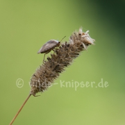 Wanze auf Grasähre (9618)