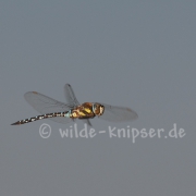 Libelle Flugaufnahme (9666)