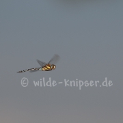 Libelle Flugaufnahme (9667)