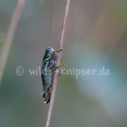 Grashüpfer (9728)