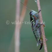 Nahaufnahme Grashüpfer (9735)