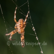 Spinne im ersten Sonnenlicht (9757)