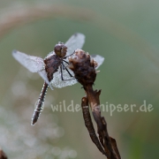 Libelle Taubedeckt (9785)