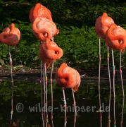 Flamingos im Morgenlicht