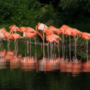 Flamingogruppe