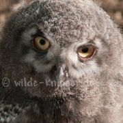 Schneeeulenjunges