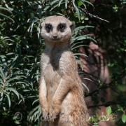 Erdmännchen-Wächter (9216)