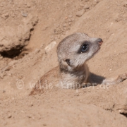 Erdmännchen-Junges (9228)