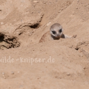 Erdmännchen-Junges (9229)