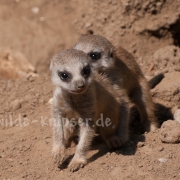Erdmännchen-Junge (9233)