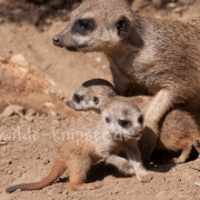 Erdmännchen-Mutter (9238)
